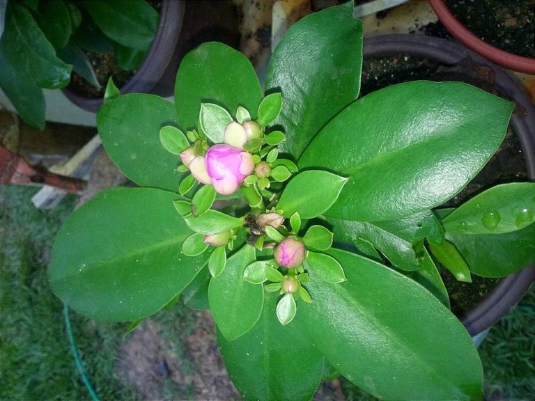 Conhe A A Planta Milagrosa E O Que Ela Capaz De Fazer Net Educa O