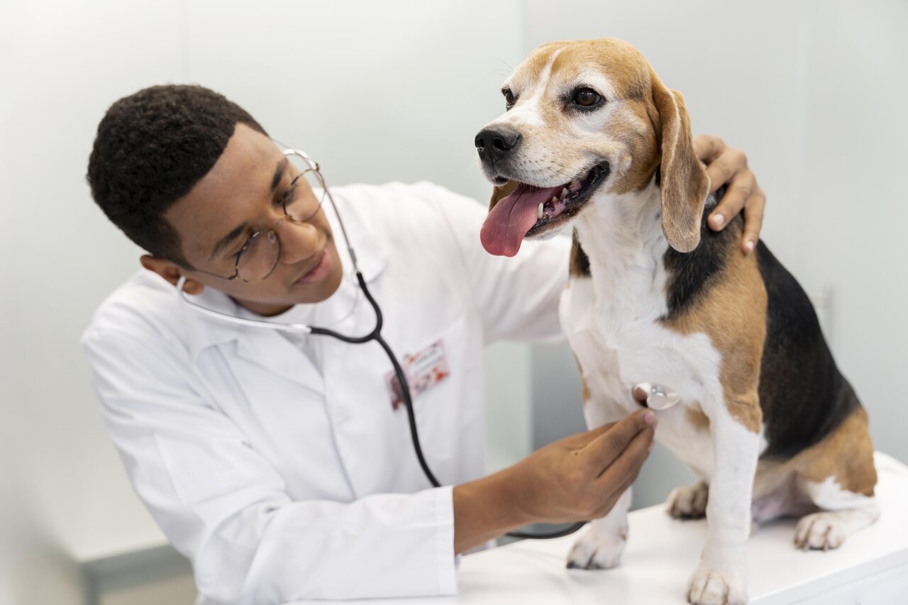 Veterinário examina cachorro